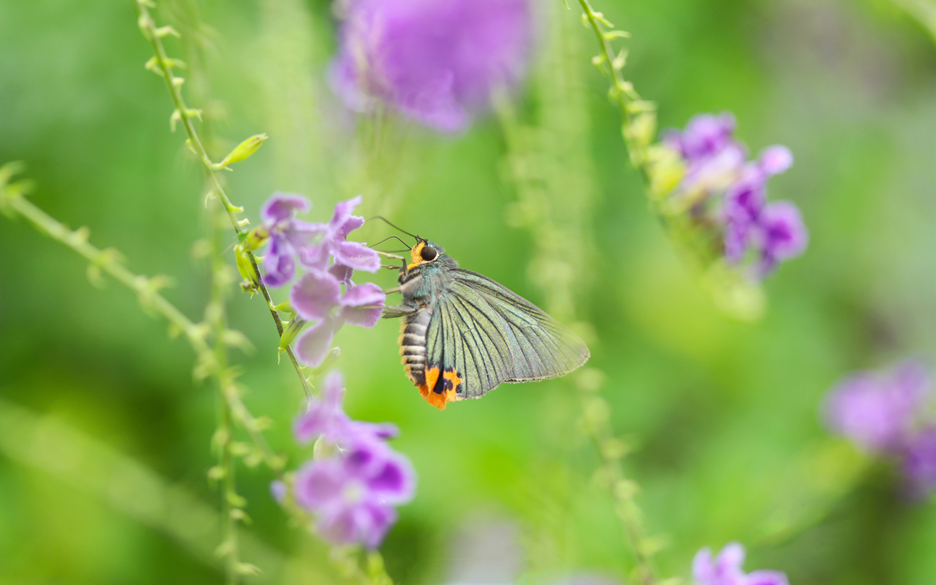 翩翩起舞的蝴蝶与花 - 免费可商用图片 - cc0.cn