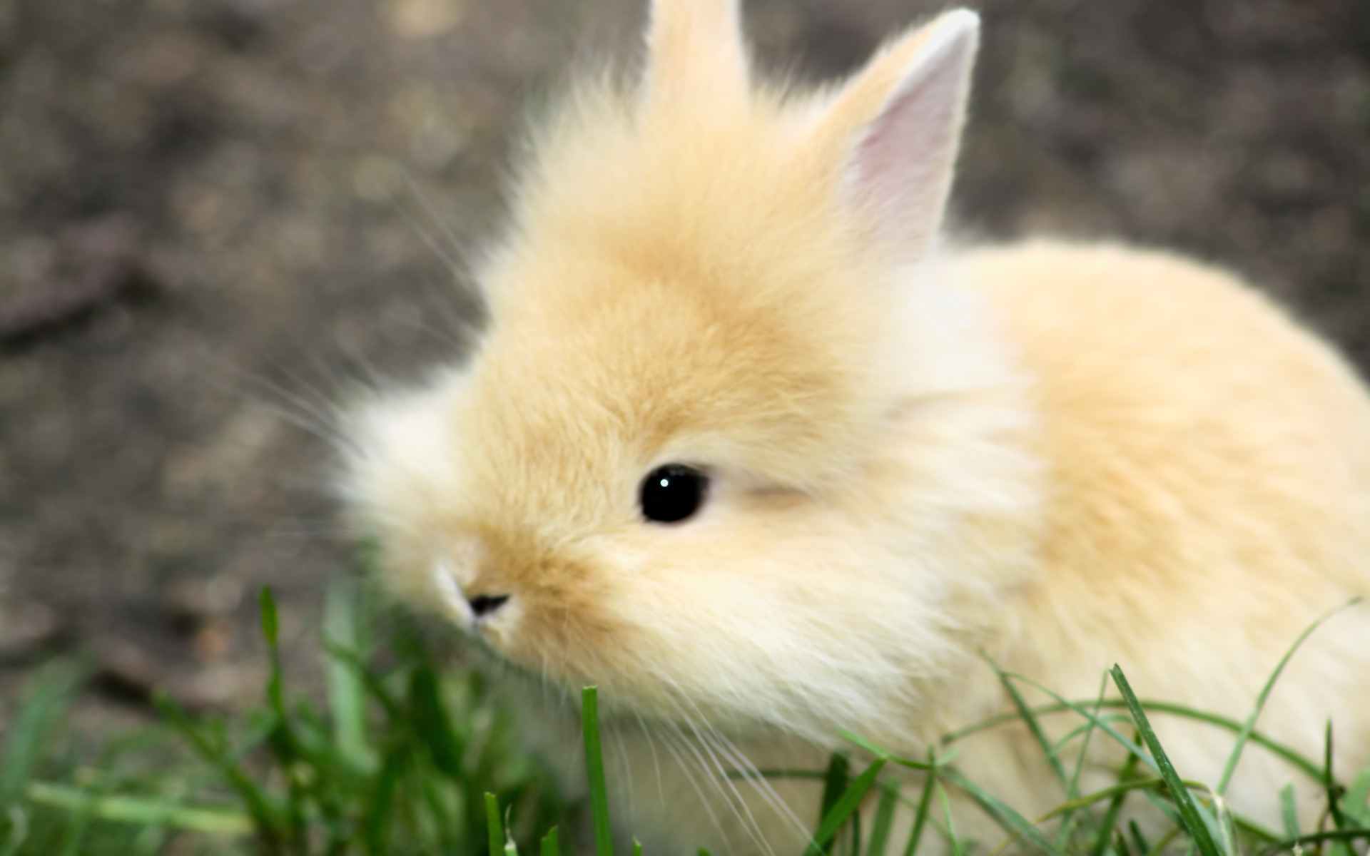 兔子动图图片-兔子动图素材免费下载-包图网