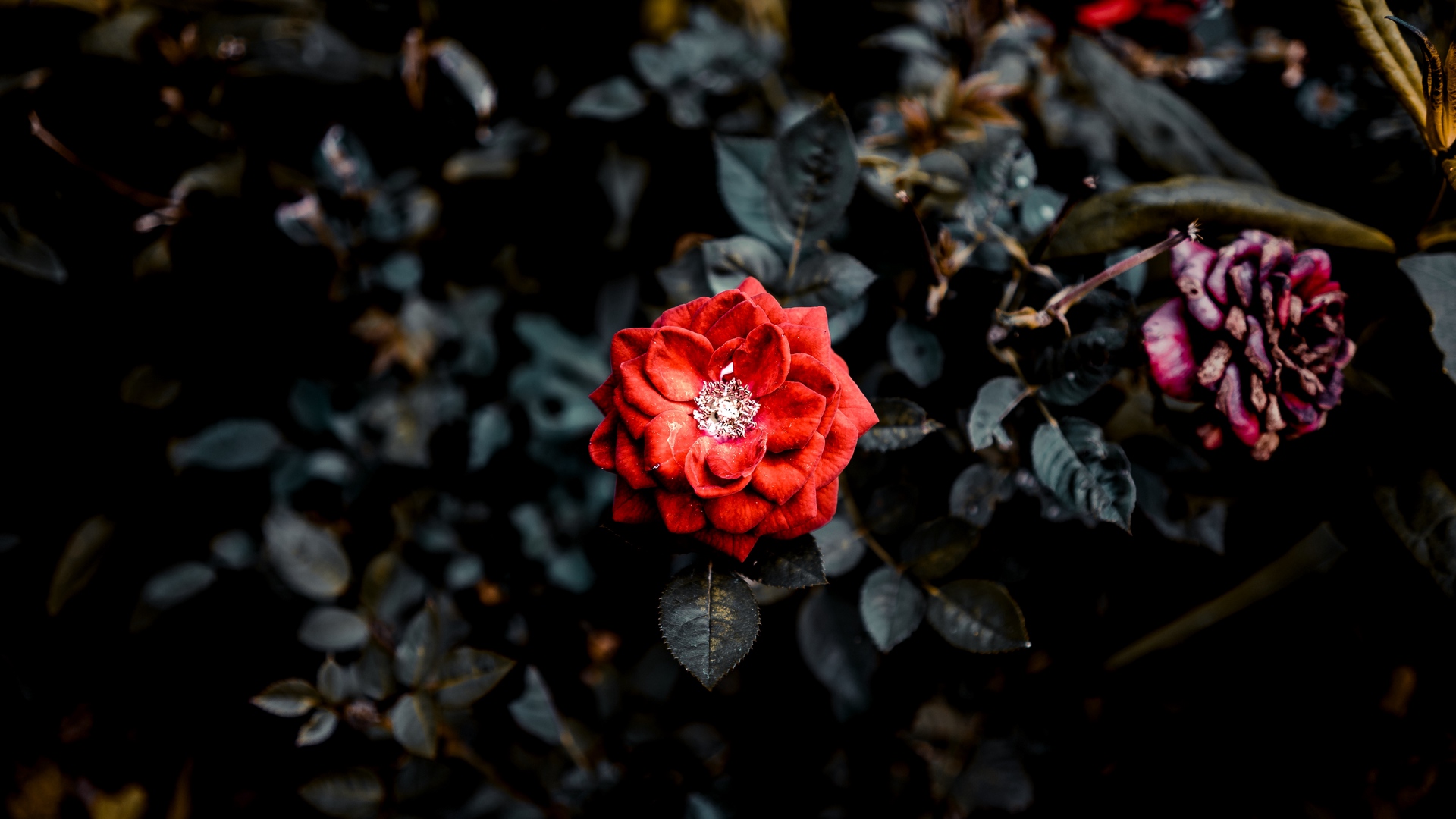 黑玫瑰花摄影图片-黑玫瑰花摄影作品-千库网