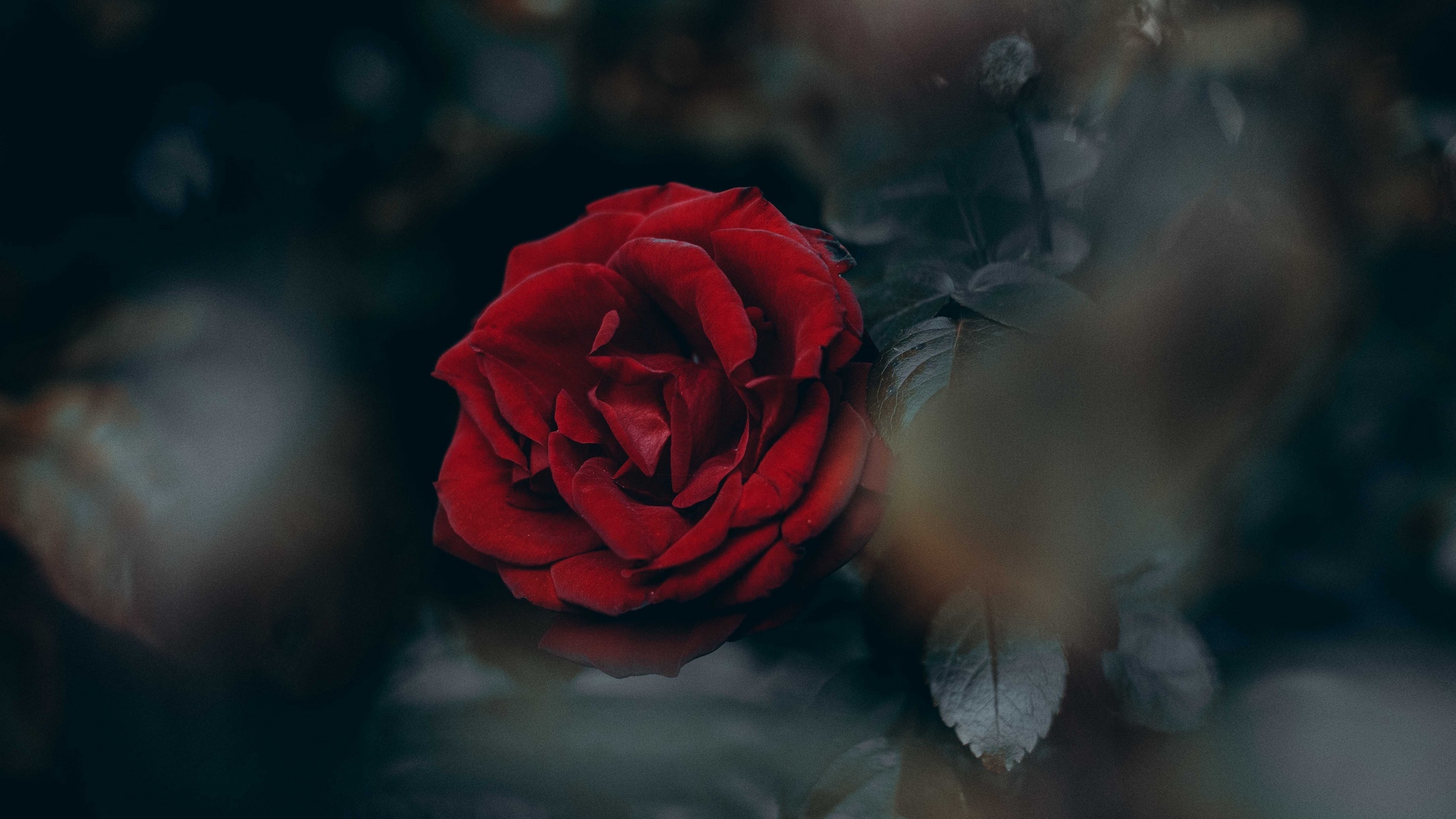 黑色玫瑰 - 全部作品 - AI绘画 - 素材集市