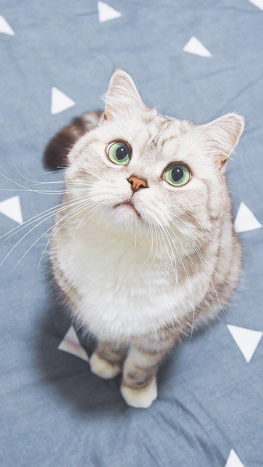 可爱萌宠猫咪高清手机壁纸图片