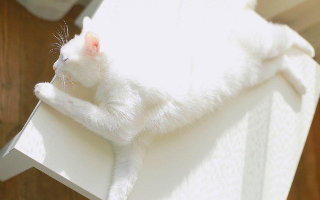 可爱萌宠猫咪高清桌面壁纸