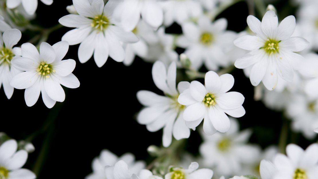 白色的野外鲜花图片