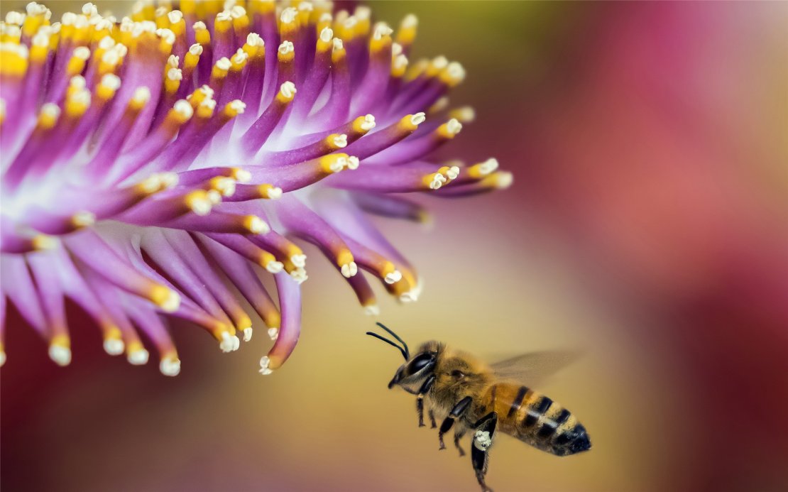 采蜜的蜜蜂唯美高清电脑壁纸