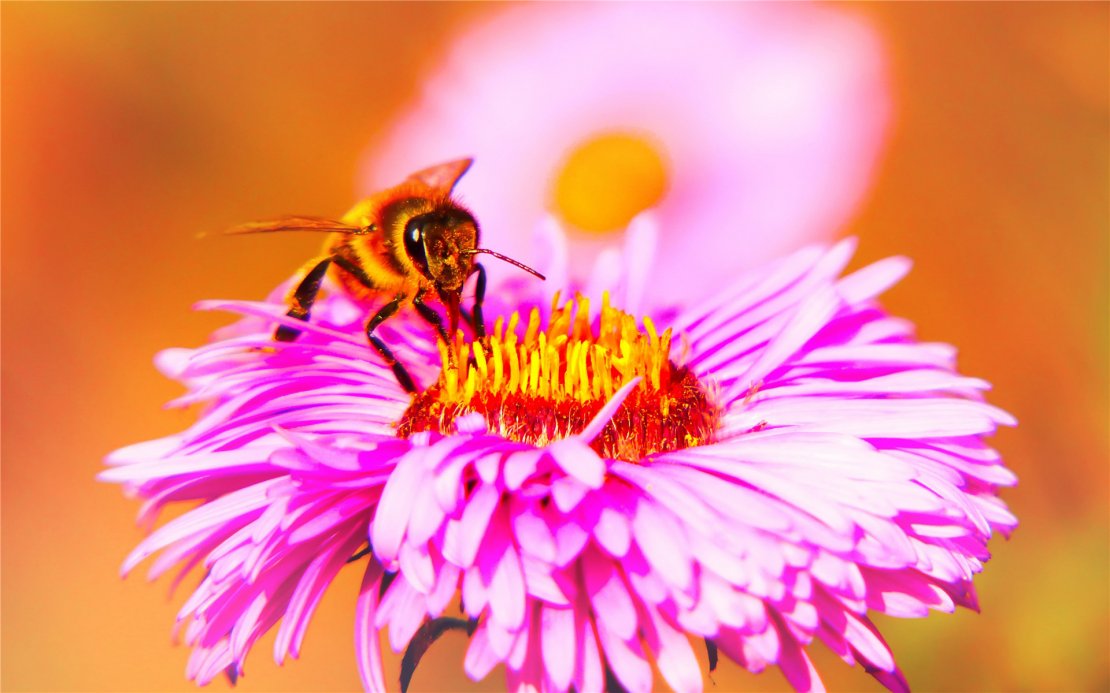 采蜜的蜜蜂唯美高清电脑壁纸
