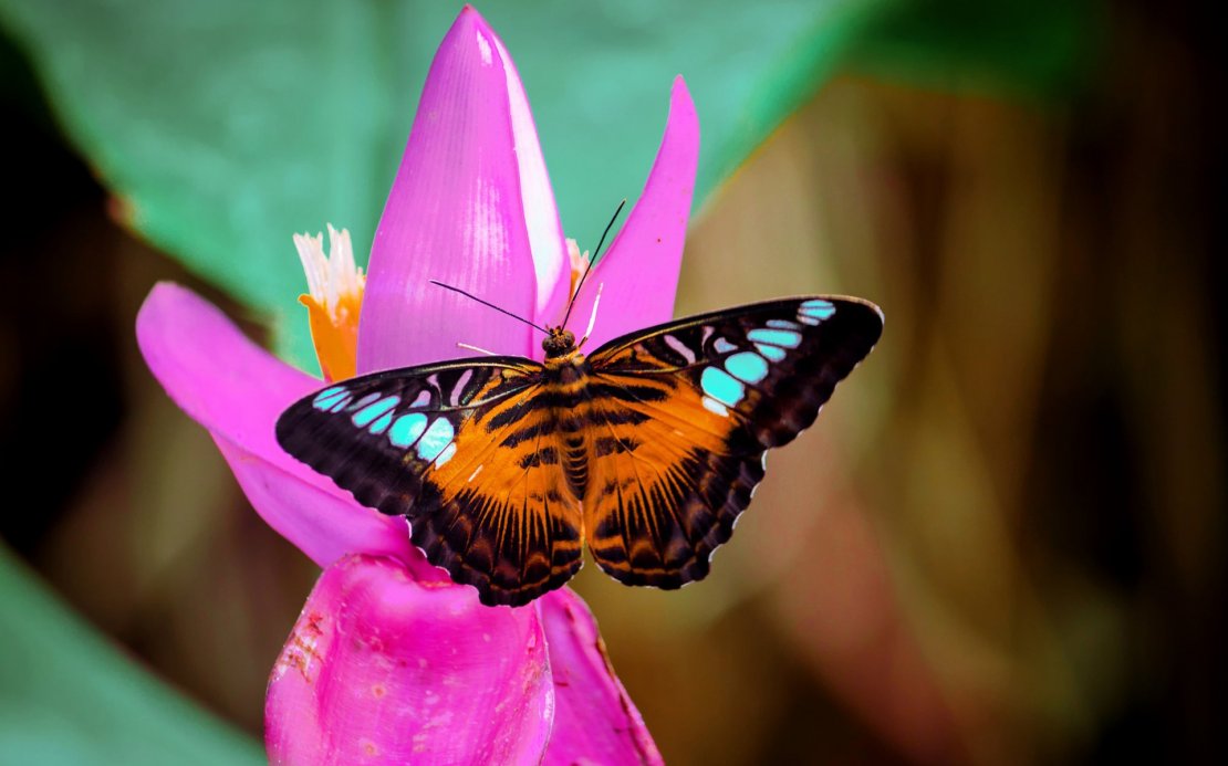 美丽优雅的蝴蝶图片桌面壁纸