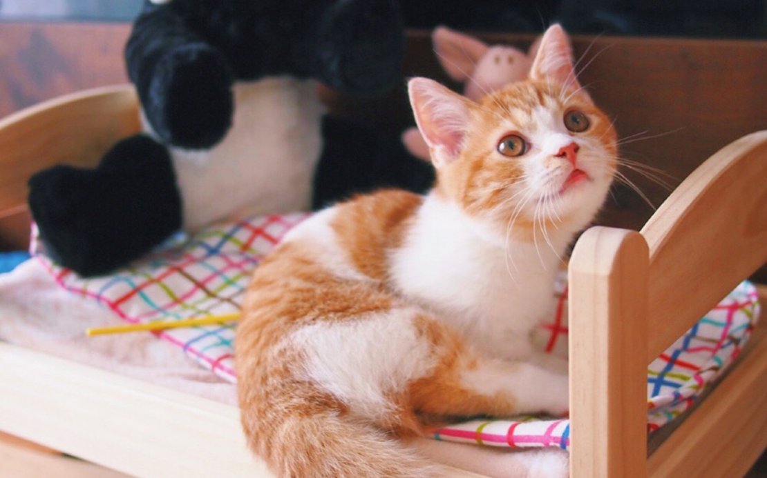 软萌可爱的小奶猫高清手机壁纸