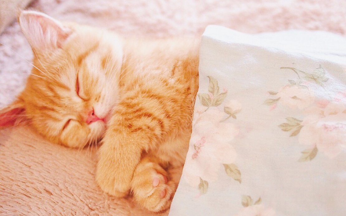 软萌可爱的小奶猫高清手机壁纸