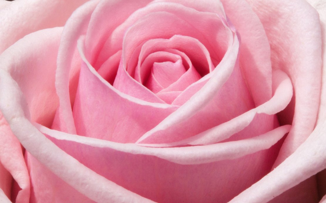 粉色唯美花卉高清图片壁纸