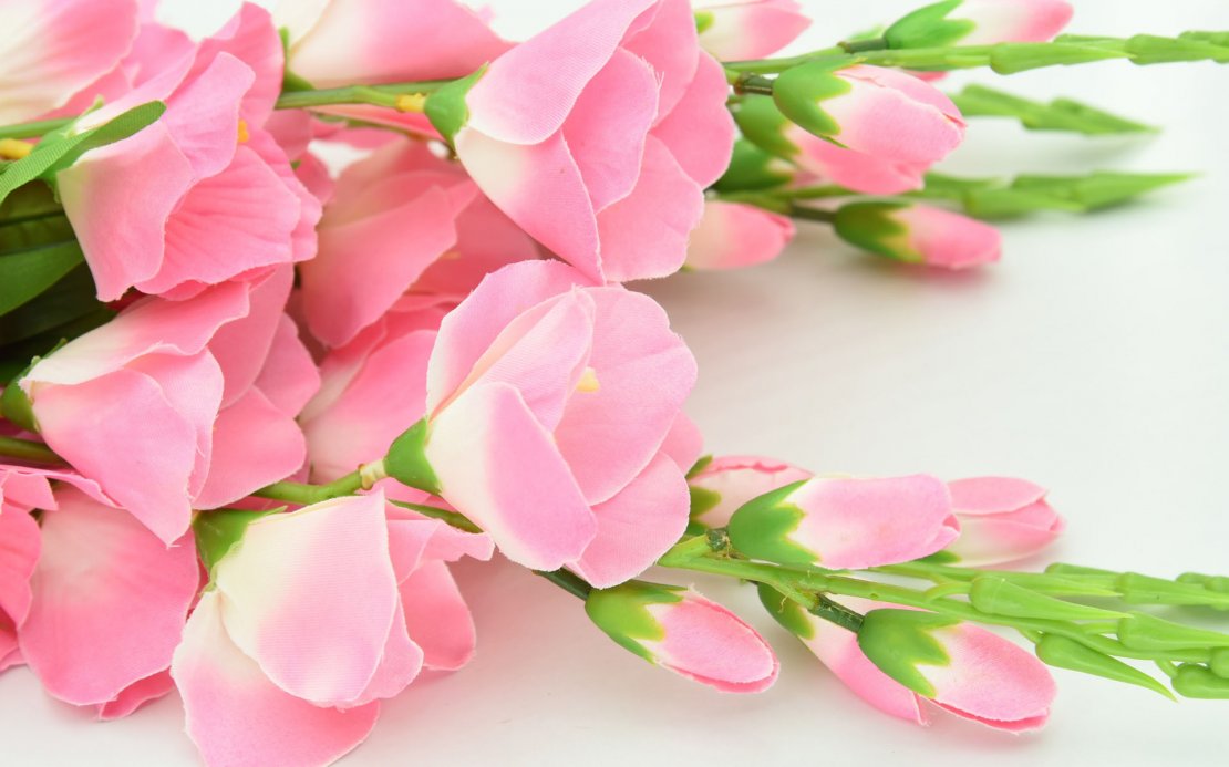 粉色唯美花卉高清图片壁纸