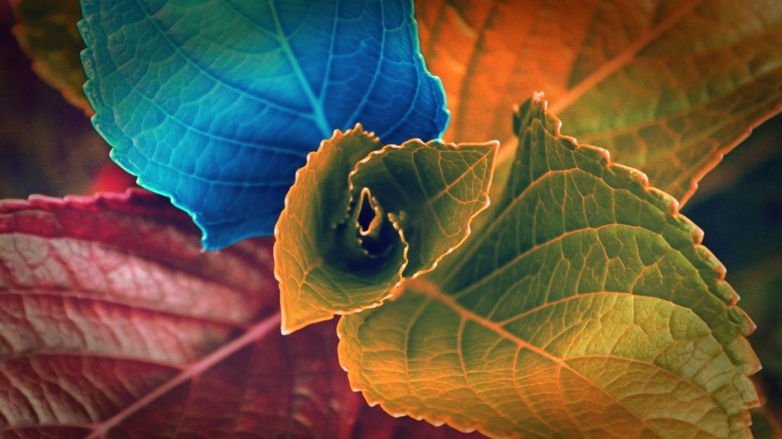 色彩缤纷唯美的叶子高清桌面壁纸