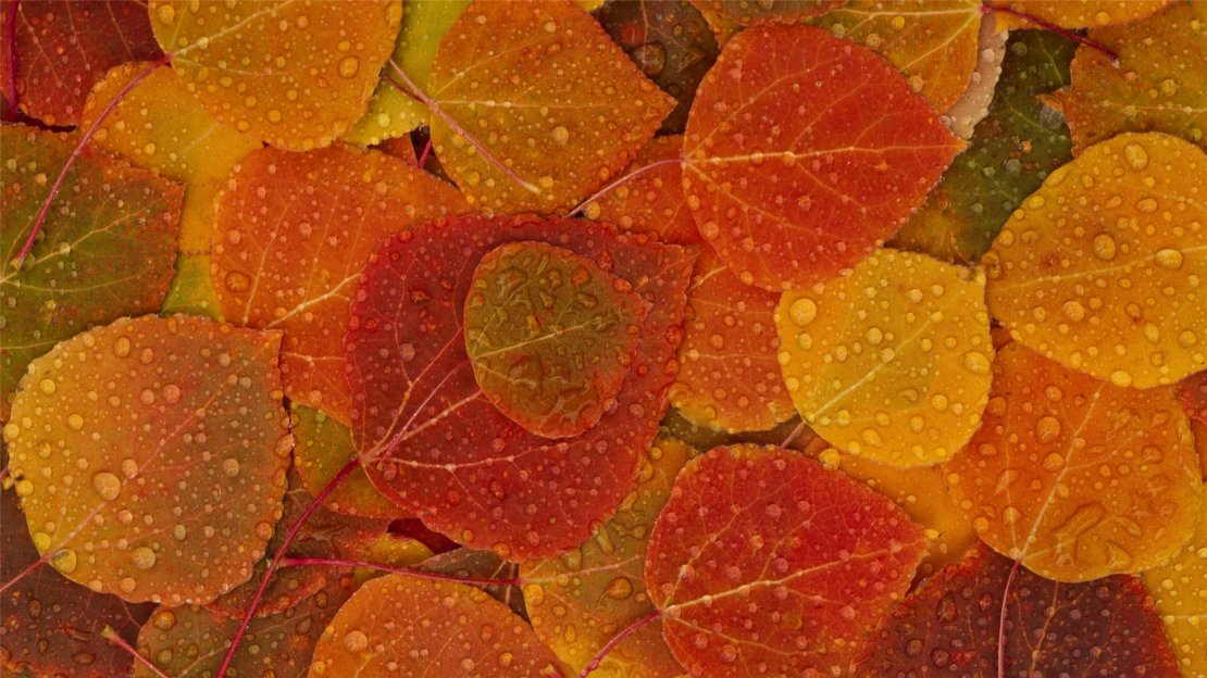 色彩缤纷唯美的叶子高清桌面壁纸