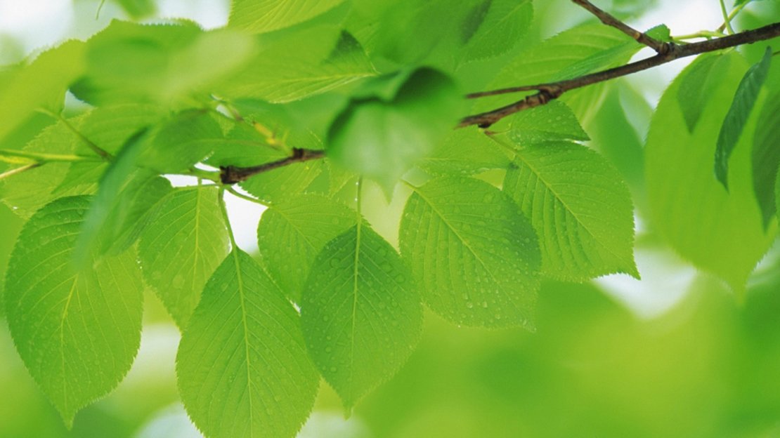 清新绿色树叶高清护眼桌面壁纸 植物壁纸 桌面壁纸下载 壁纸说