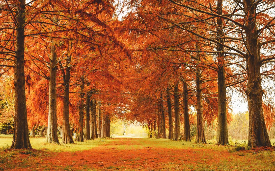 秋天唯美高清风景图片桌面壁纸