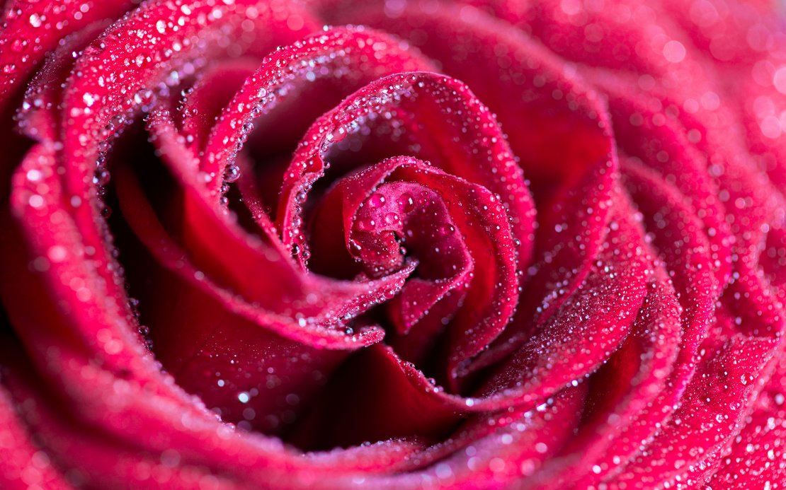 唯美玫瑰花高清电脑桌面壁纸