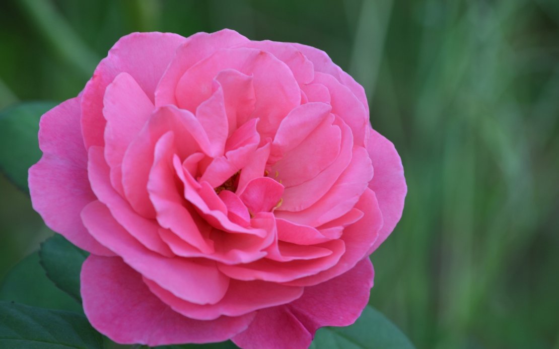 娇嫩粉色玫瑰花高清图片电脑壁纸