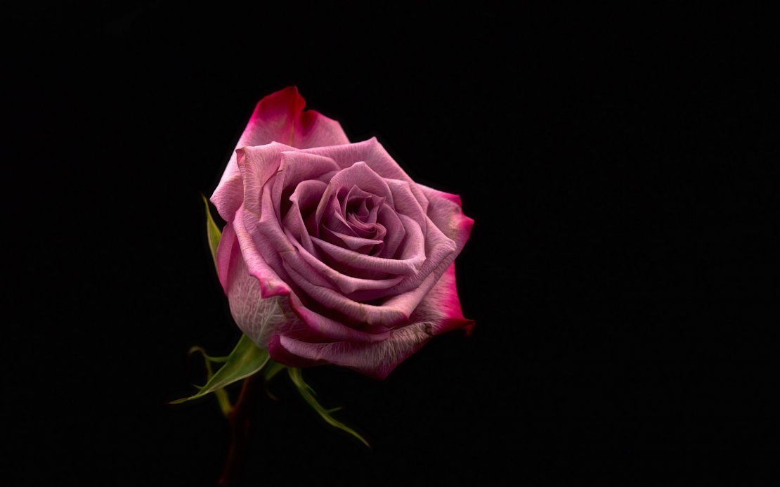 娇嫩粉色玫瑰花高清图片电脑壁纸