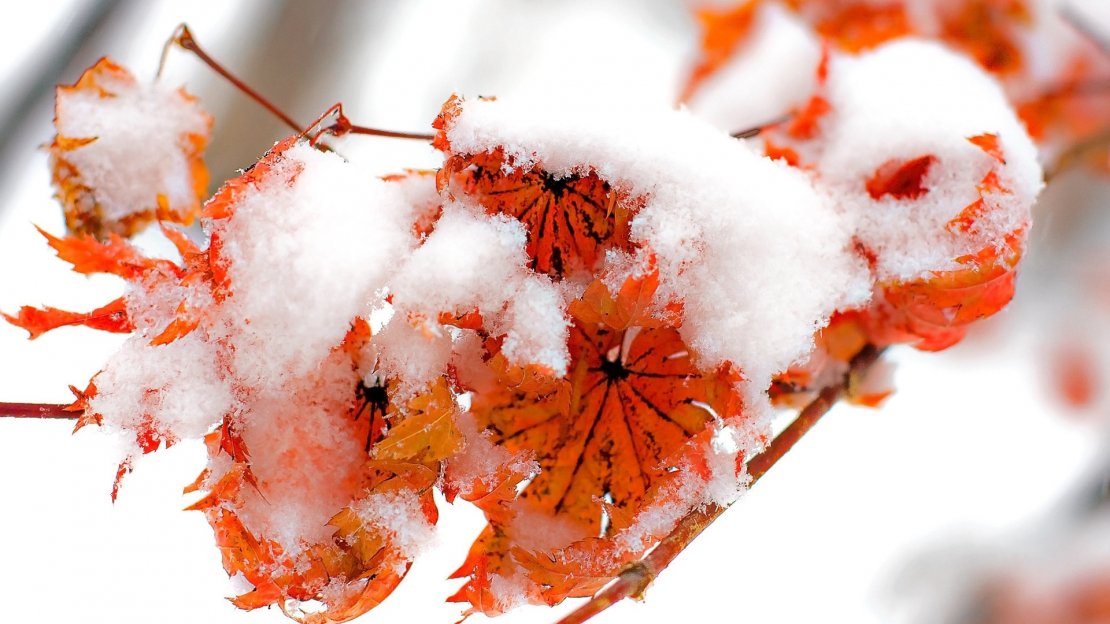 雪中的植物唯美养眼高清桌面壁纸
