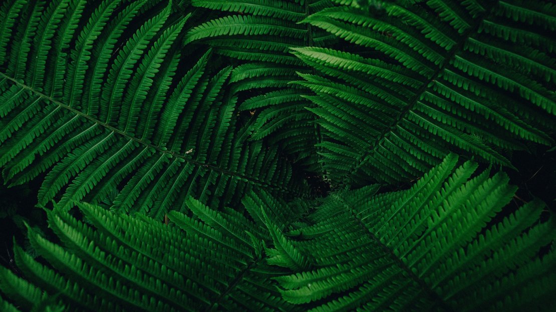 绿色护眼高清微距摄影植物壁纸